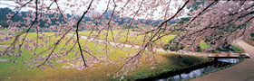 Spring in Korakuen Spring in Korakuen